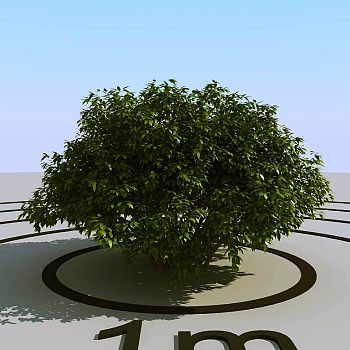 024景观树3d模型下载