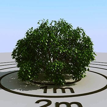 034灌木植物球绿植3d模型下载