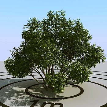 033灌木植物球绿植3d模型下载