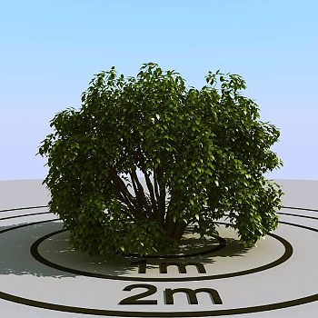 032灌木植物球绿植3d模型下载