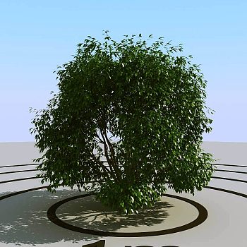 031灌木植物球绿植3d模型下载