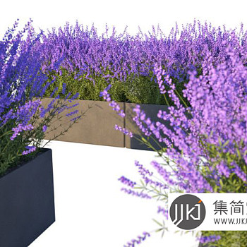 薰衣草3d模型下载