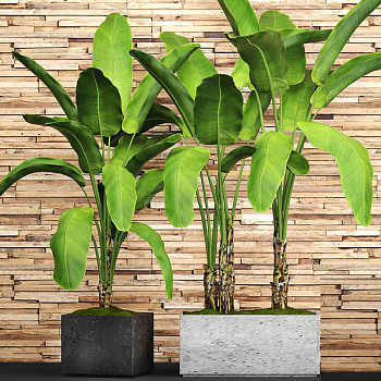 植物盆栽3d模型下载