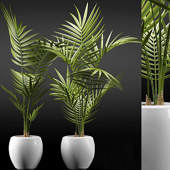 植物盆栽3d模型下载