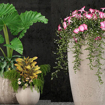 植物盆栽3d模型下载